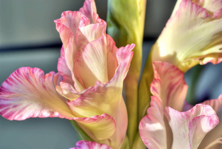 开花 唐菖蒲 植物区系 自然 美丽的 剑兰 盛开 美女 季节
