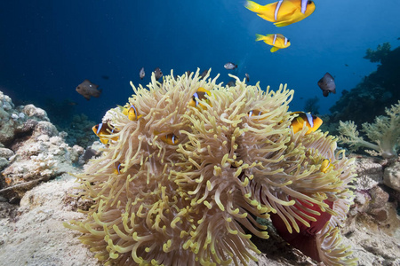 盐水 潜水 珊瑚 阳光 硬珊瑚 动物 软珊瑚 自然 水下