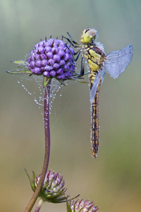 蜻蜓 繁荣的 草地 特写镜头 繁荣 露珠 开花