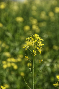 开花 大牧场 美丽的 草本植物 村庄 特写镜头 颜色 环境