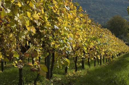 葡萄栽培 葡萄酒 农业 植物 水果 藤蔓 季节 葡萄园 落下