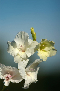唐菖蒲 植物学 花的 剑兰 浪漫的 花瓣 盛开 开花 夏天