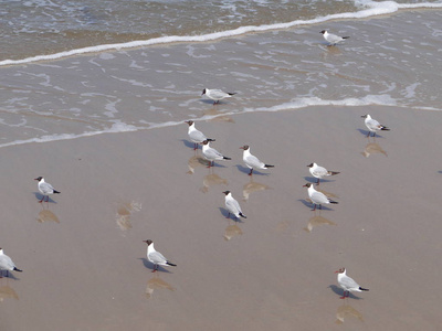 海鸥 海滩 波罗的海 海洋 海滨