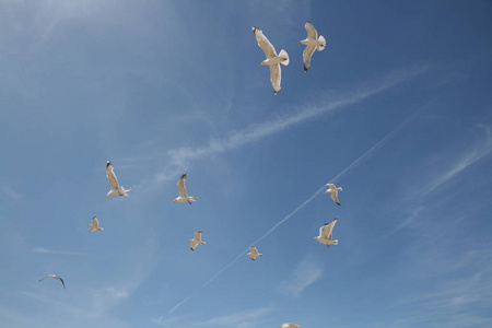 假日 羽毛 苍穹 夏天 海鸥 自然 旅行 假期 苍蝇 海滩