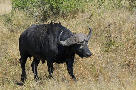 游猎 哺乳动物 动物 野生动物 喇叭 肯尼亚 荒野 动物群