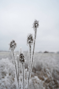 冬天被冻成白霜的植物