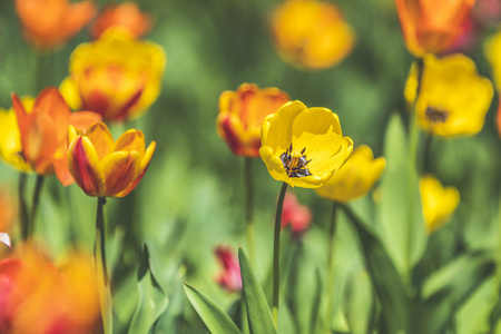 多彩造句绚丽怎么造句_多彩造句绚丽多彩造句_绚丽多彩怎么造句