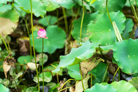 池塘里美丽的粉红色睡莲或莲花