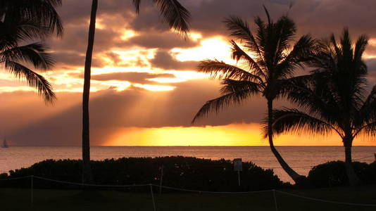 棕榈树 日落 海滩 夏威夷 夏季 太阳 国家 太平洋 自然