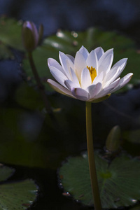 花园 开花 夏天 花瓣 佛教 春天 莲花 美丽的 植物区系