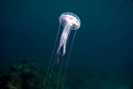 插图 绘画 水下 动物 水族馆 透明的 野生动物 深的 美丽的