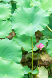 池塘里美丽的粉红色睡莲或莲花