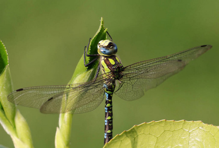 春天 夏天 美丽的 生活 动物 蜻蜓 缺陷 美女 颜色 自然
