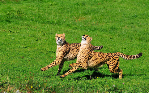 游猎 猎豹 皮肤 丛林 毛皮 自然 哺乳动物 危险的 豹子