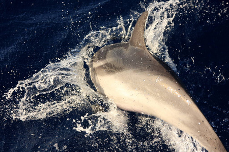 鲸鱼 海洋 波动 野生动物 海豚 哺乳动物 江豚