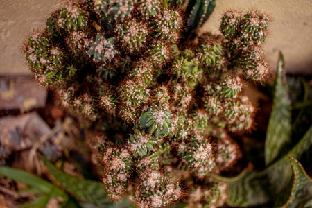 美女 自然 夏天 开花 美丽的 植物 花园 颜色 沙漠 脊柱