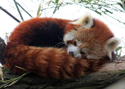 野生动物 瓷器 熊猫 哺乳动物 毛茸茸的 自然 动物 泰迪