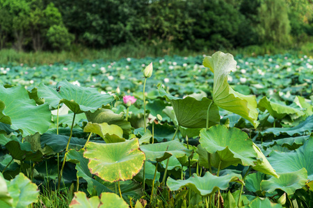 池塘里美丽的粉红色睡莲或莲花