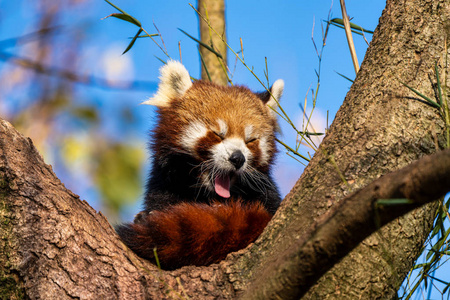 小熊猫，Ailurus fulgens，也叫小熊猫。