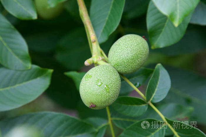 核桃树与水果特写照片。树枝上有几个核桃