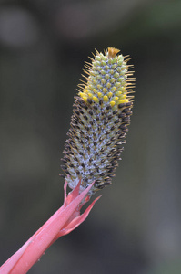 美女 颜色 巴西 特写镜头 草本植物 植物 花的 植物学