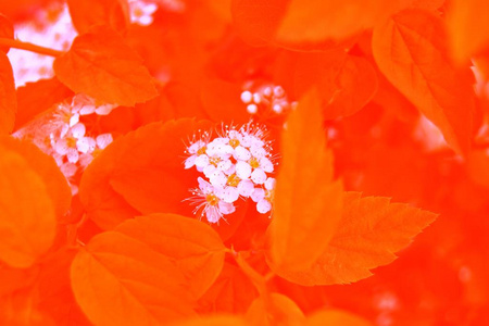 花园 美丽的 花的 美女 颜色 木槿 花瓣 雄蕊 花粉 植物区系