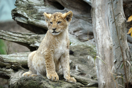 哺乳动物 食肉动物 狮子 毛茸茸的 狮子座 危险 荒野 非洲