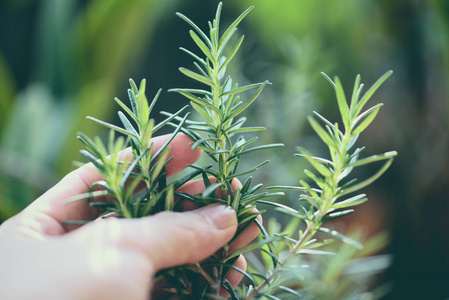 种植在花园里的有机迷迭香植物提取精华