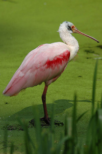 粉红色 自然 池塘 动物