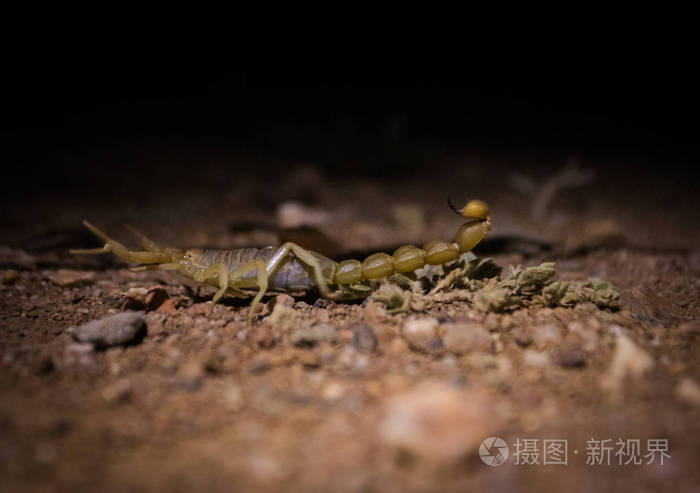 危险的 生物发光 节肢动物 特写镜头 紫外线 甲壳 天蝎座