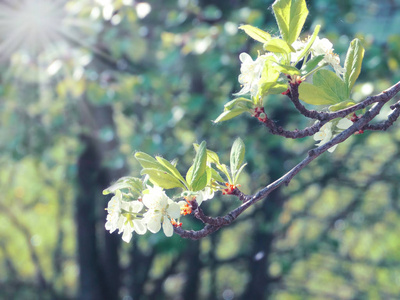 spring background of flowering tree and leaves 