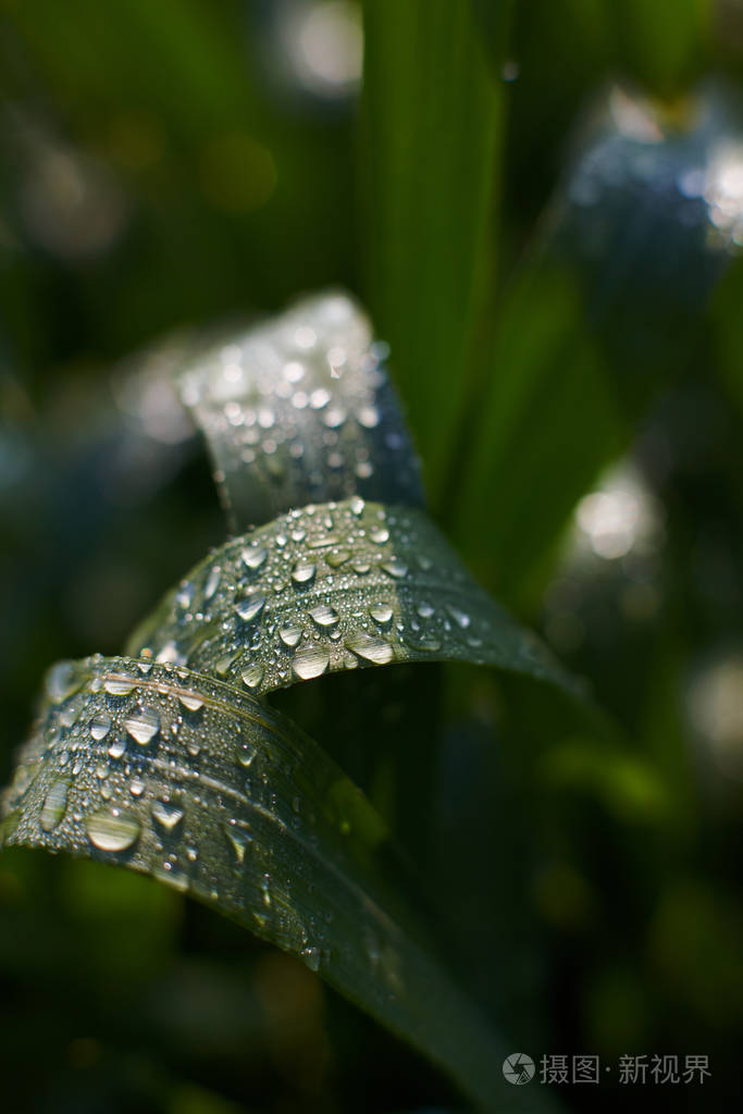 阳光下草地上的晨露