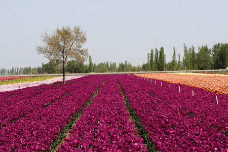 盛开 花瓣 植物学 生长 分支 春天 天空 阳光 花园 植物