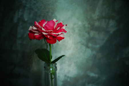 Red rose valentine concept  still life bloom flower on vase in 