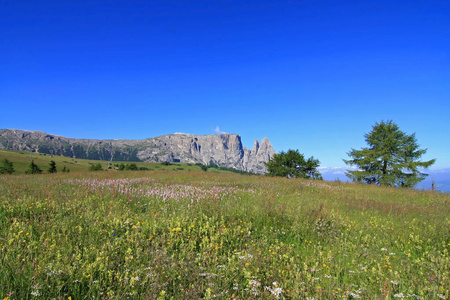 草地 风景 繁荣 假日 阿尔卑斯山 天空 远景 高原 植物