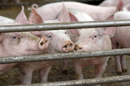 好奇心 农场 笼子 吞食 小猪 猪圈 农事 动物 粉红色