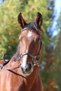 Detail of a saddle horse head closeup portrait in a landscape 