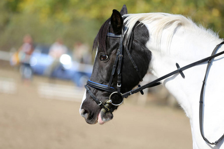 Head shot profile of a show jumper horse  on natural background 