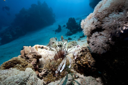 热带 生物 水肺 动物 潜水 夏天 生活 墙纸 在下面 珊瑚