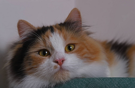 休息 美丽的 猫科动物 漂亮的 可爱极了 毛皮 基蒂 可爱的