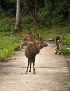 越南猫巴国家公园里的野生雄性鹿