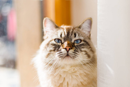 一只漂亮的猫，蓝眼睛，坐在阳光明媚的窗口