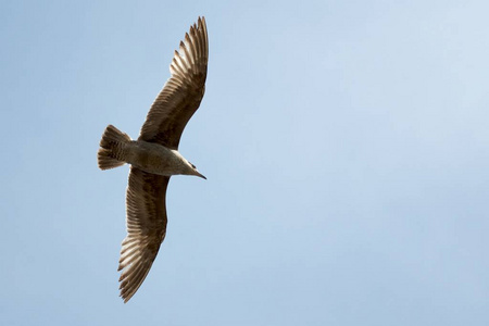 背光 美女 自由 野生动物 天空 飞行 翅膀 美丽的 海鸥