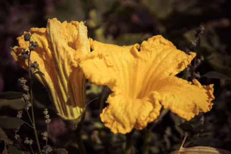 yellow flower of zucchini 