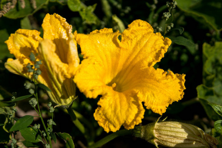 yellow flower of zucchini 