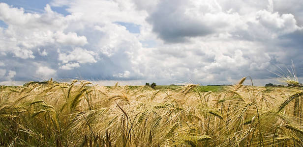 小麦 粮食 农业 风景 玉米 营养 特写镜头 植物 天空