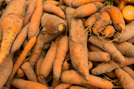  healthy carrots covered with dirt