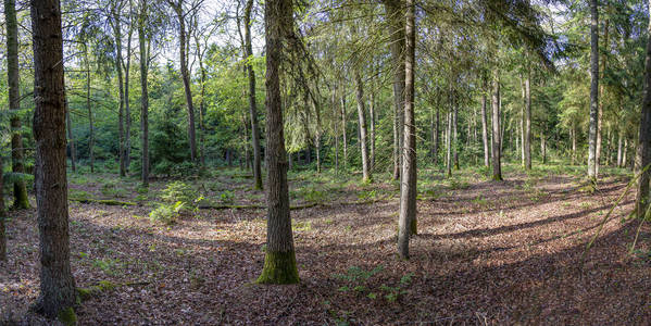 全景图 阳光 美丽的 植物 风景 森林 荷兰 树叶 环境