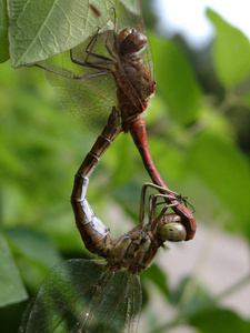 自然 特写镜头 昆虫 伙伴 动物