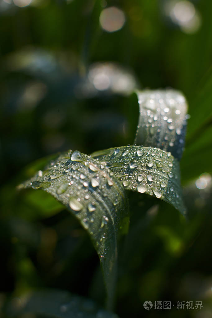 阳光下草地上的晨露